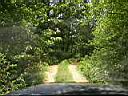 road weeds.JPG